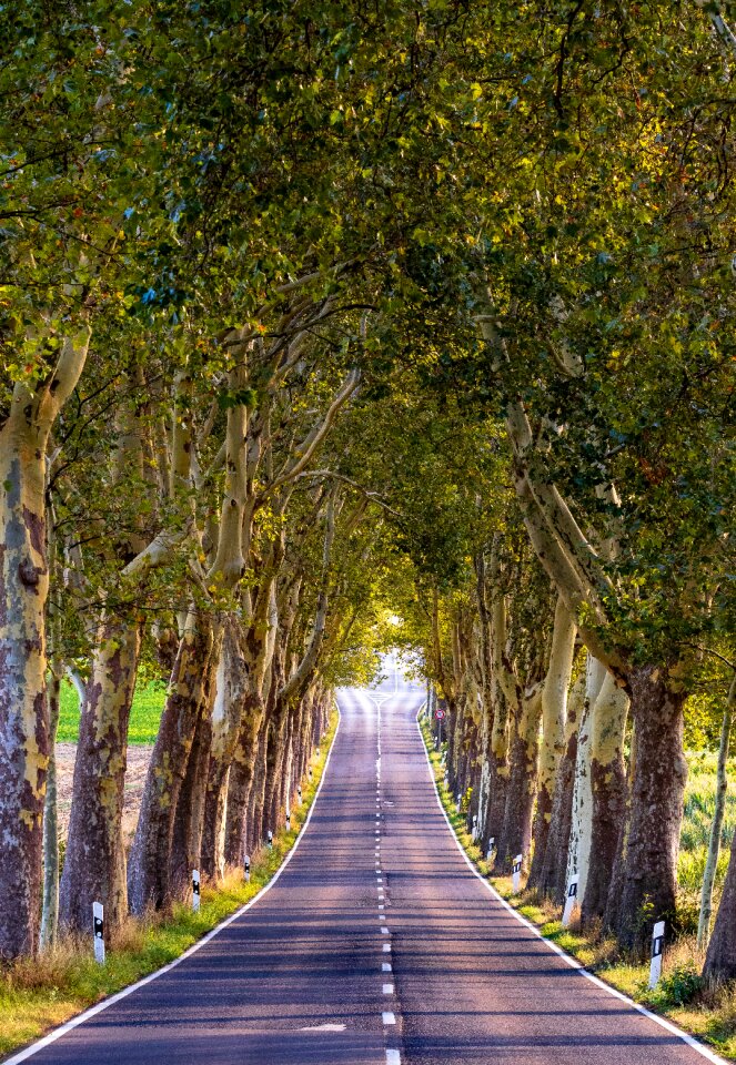 Landscape away tree lined avenue