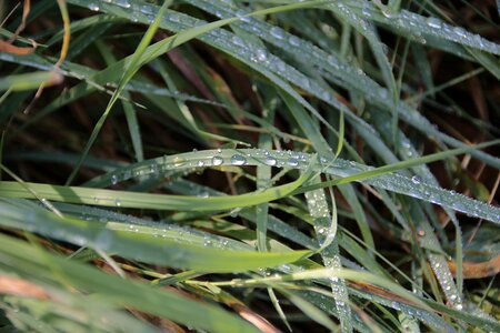 Grass dewdrop plant photo