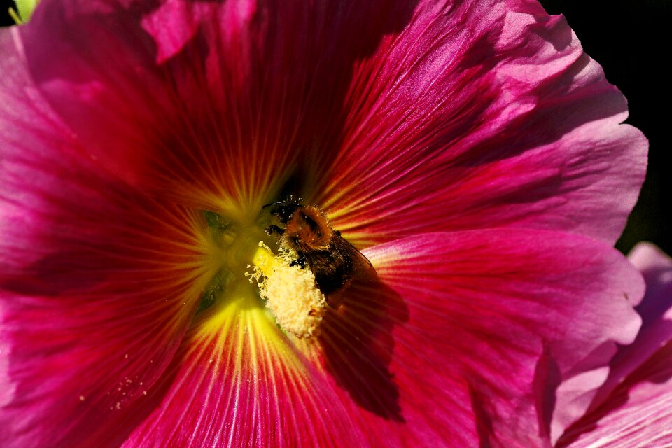Pink flower nature