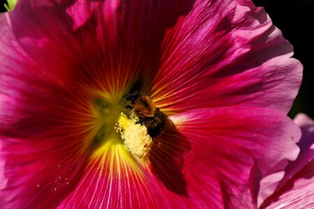 Pink flower nature photo