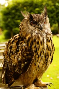 Bird feather animal world
