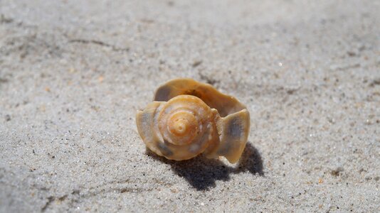 Seashore sea seashell photo