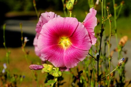 Pink flower nature photo