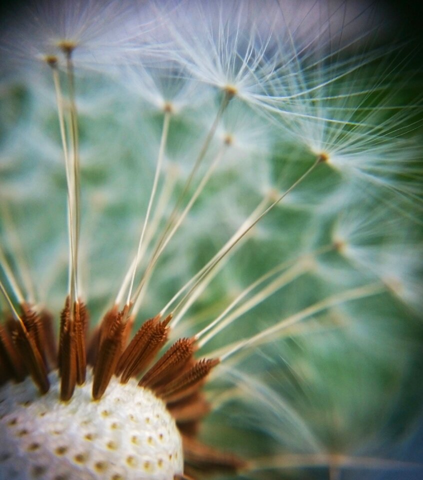 Dandelion flower detail