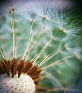 Dandelion flower detail