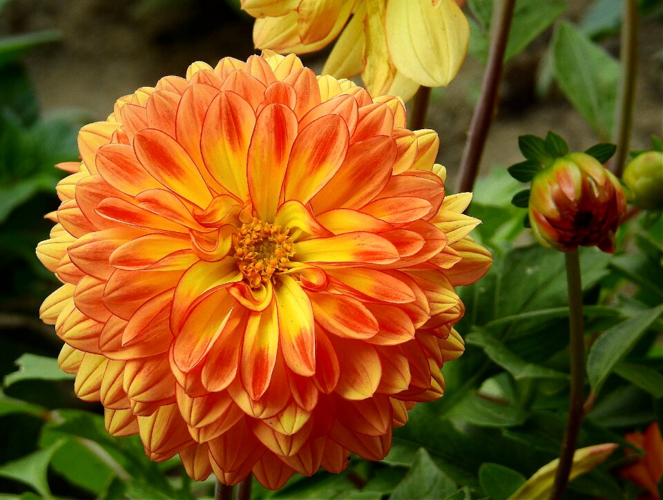 The beauty of nature colorful flowers blooming