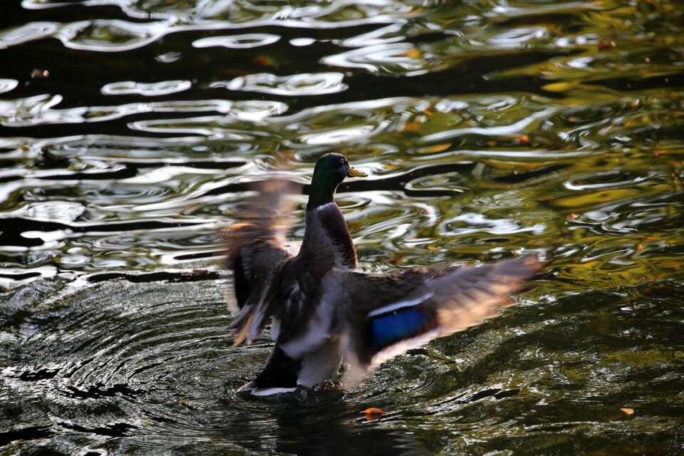 Water autumn water bird photo