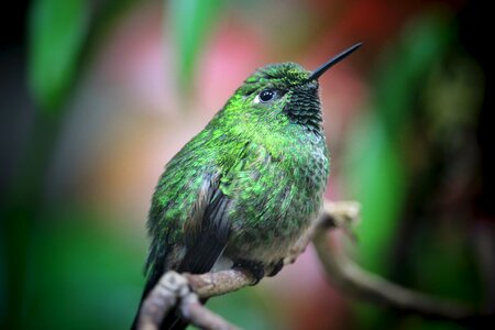 Plumage sitting bill