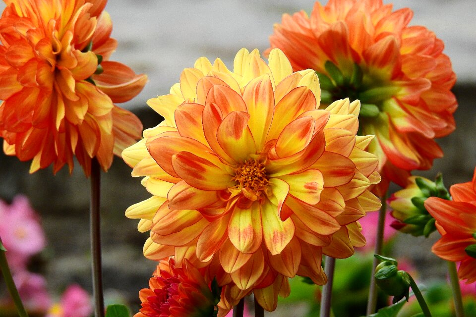Colorful flowers the beauty of nature spring