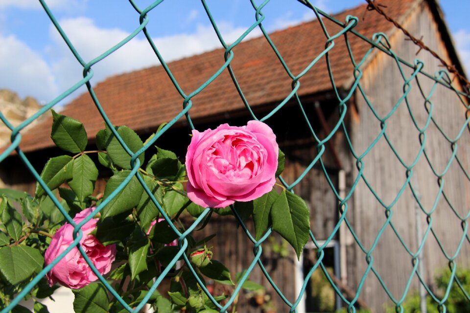 Pink wire fence flower