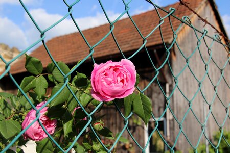 Pink wire fence flower photo