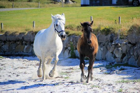 Horse animal equestrian