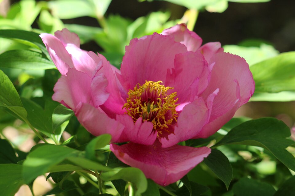 Peony rose plant spring