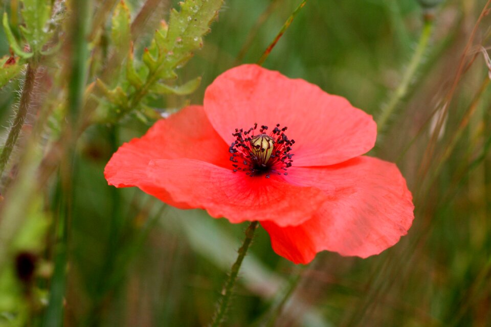 Red flowers flowering petals