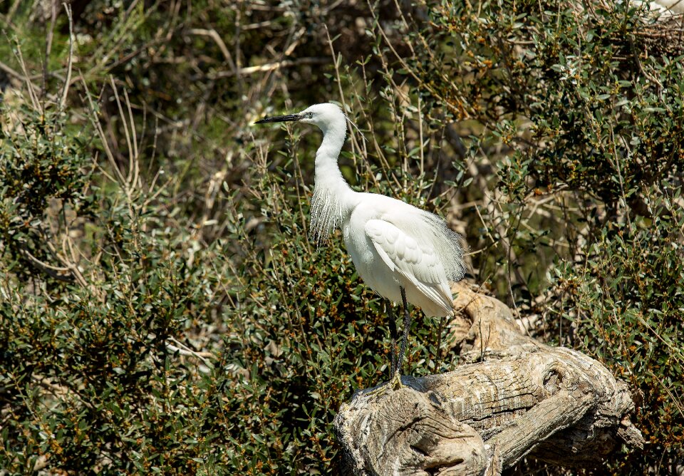 Camargue bird marsh