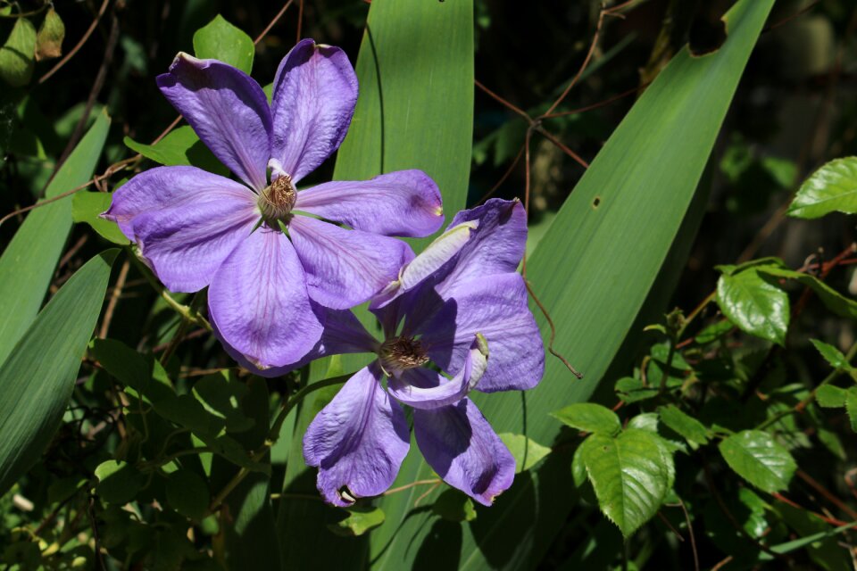 Creeper blue flower flowering