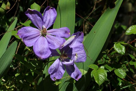 Creeper blue flower flowering