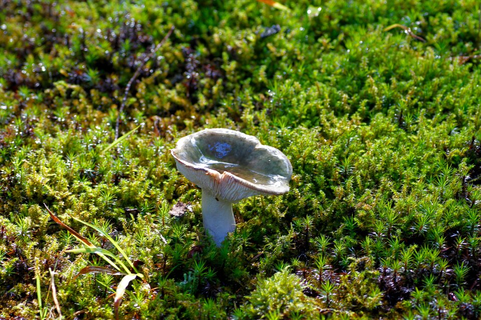 Forest forest floor forest mushrooms