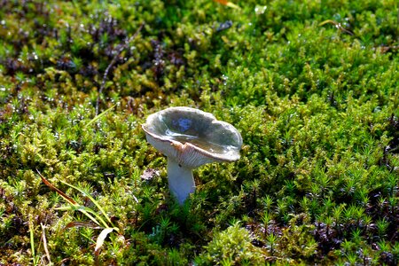 Forest forest floor forest mushrooms