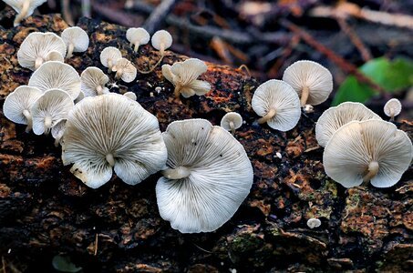 Fungus fungi basidiomycete photo
