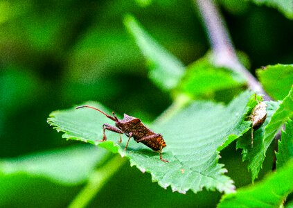 Nature animal close up photo