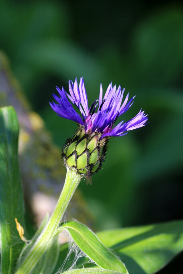 Wild flower nature garden photo