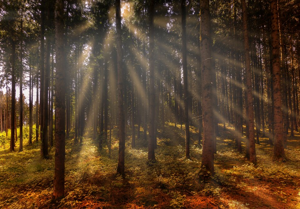 Trees atmospheric fog photo