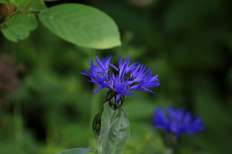 Wild flower nature garden