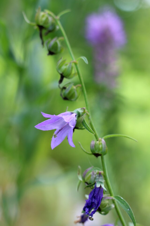 Floral botanical macro