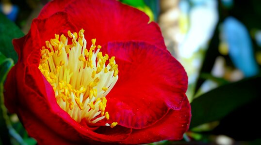 Stamen yellow pollen