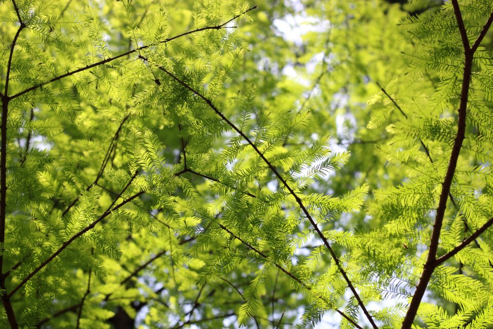 Nature fresh leaves