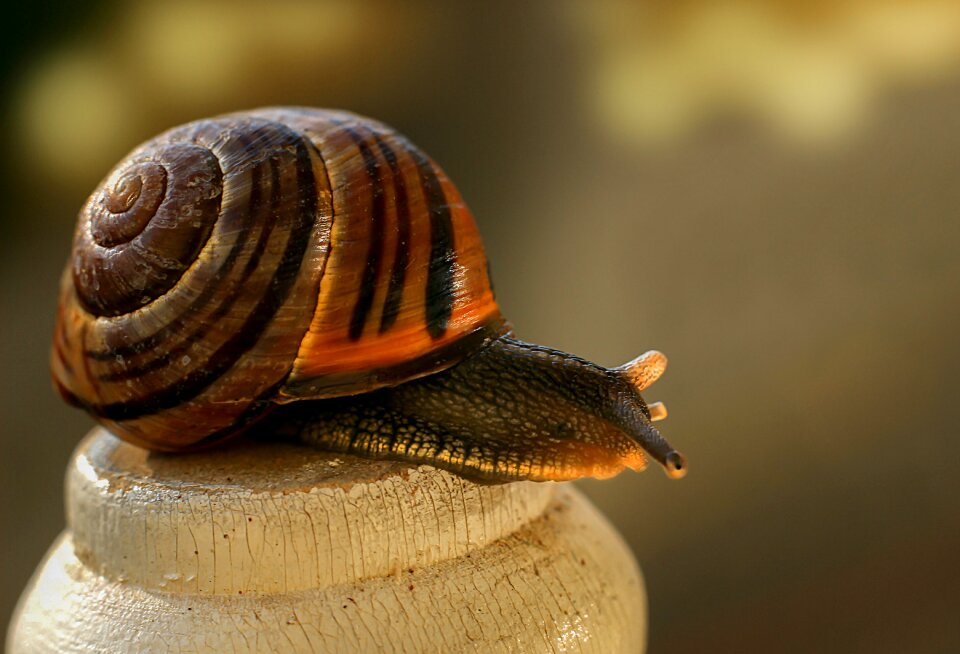 Slowly animal nature