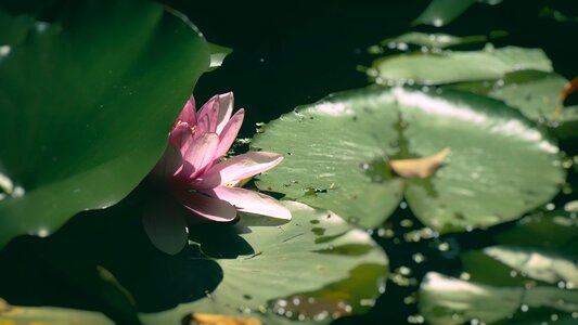 Lotus lily pond photo