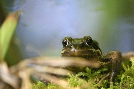 Amphibian pond gerardo