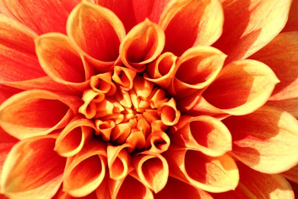 Plant nature petals