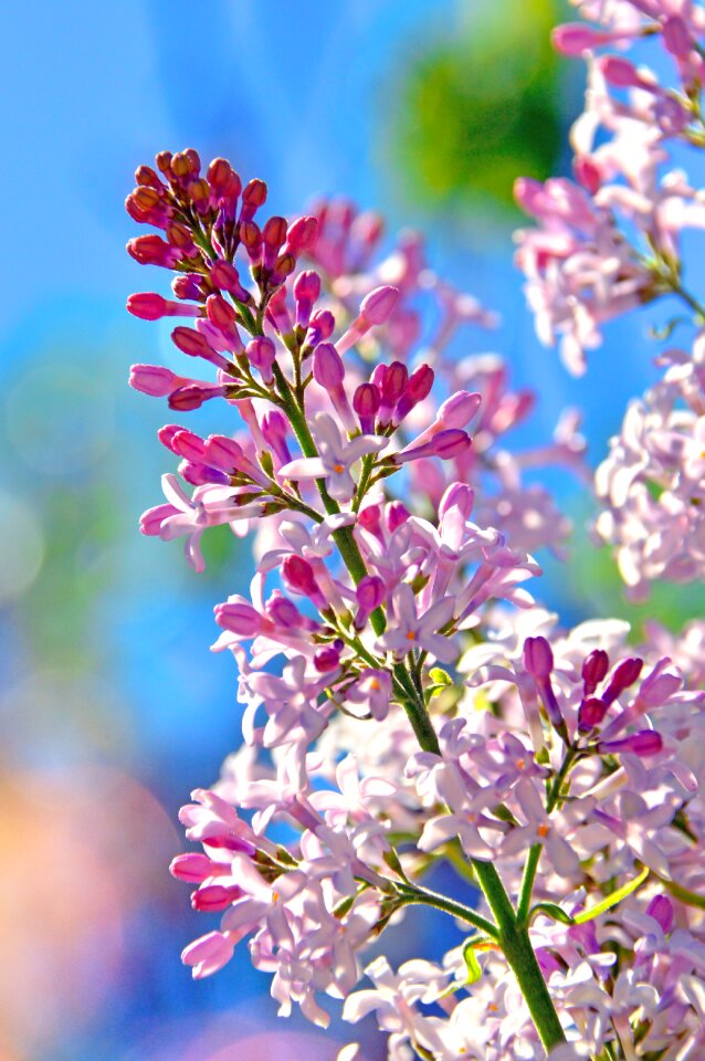 Garden petal floral photo