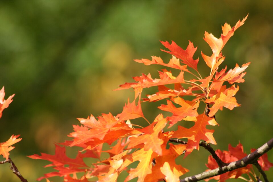 Red nature fall foliage