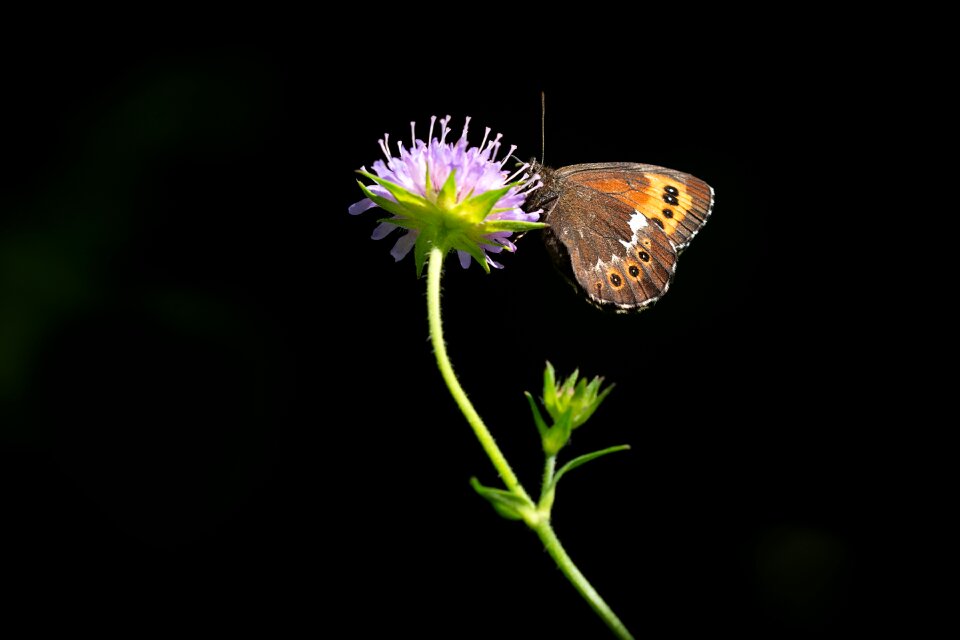 Insect flight insect summer