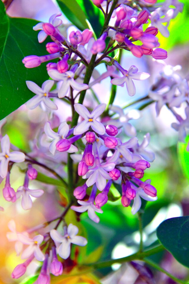 Garden petal floral photo