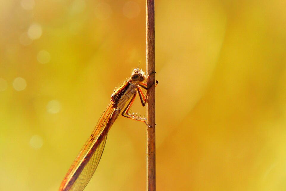 Antennae bokeh animals