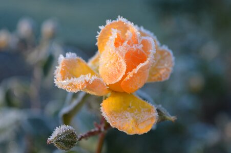 Hoarfrost frost salmon