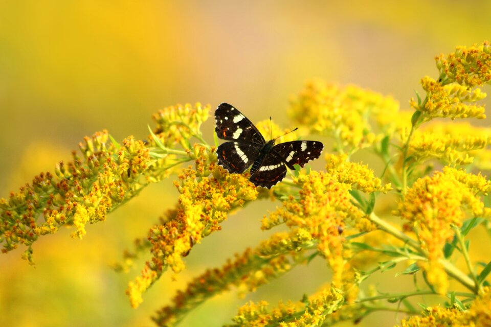 Wings nature summer