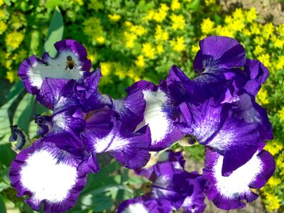 Iris fleur-de-lis purple-white flowers photo
