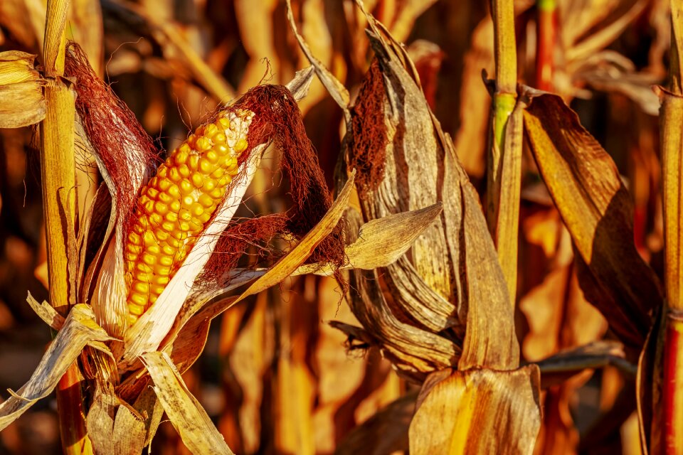 Corn kernels yellow food