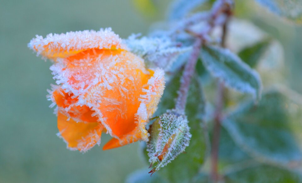 Hoarfrost frost salmon