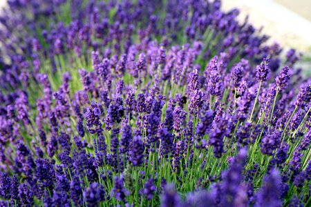 Nature violet rod