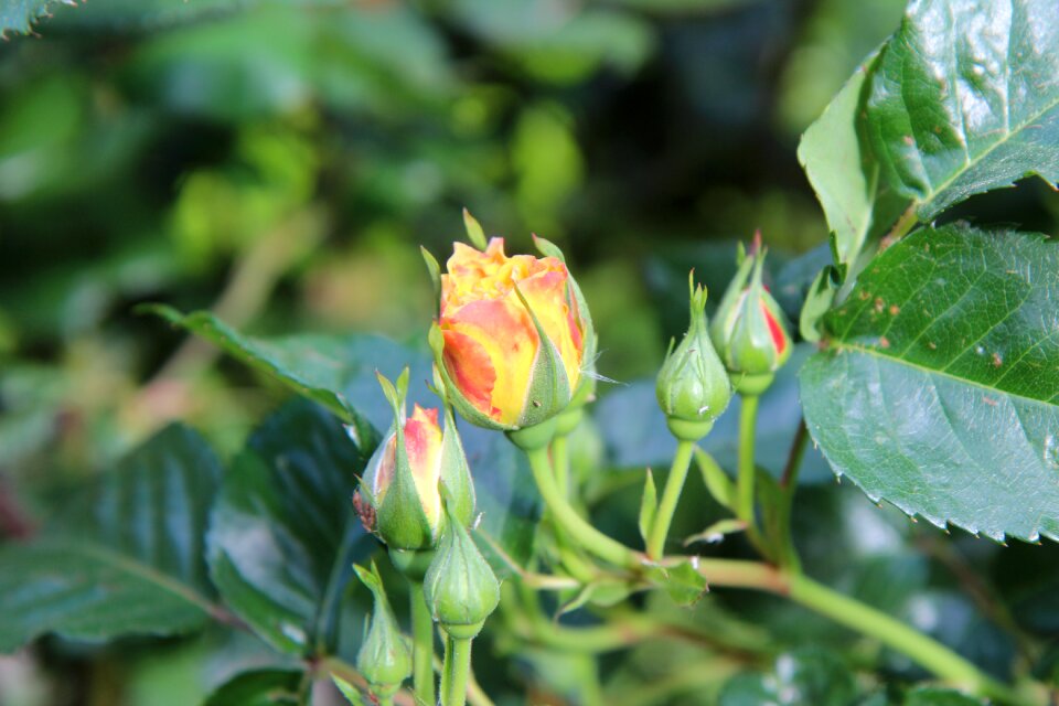Rose bud rosebush flowers