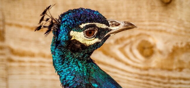 Pride feather bill photo