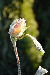 Hoarfrost frost winter