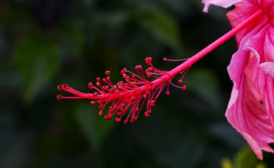 Anther flora garden